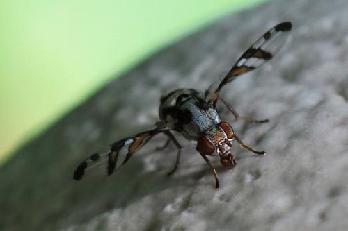 Réf. 222 545 : Myennis octopunctata